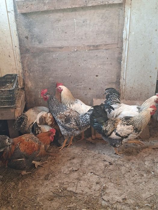 Әтеш (Петух) сатылады