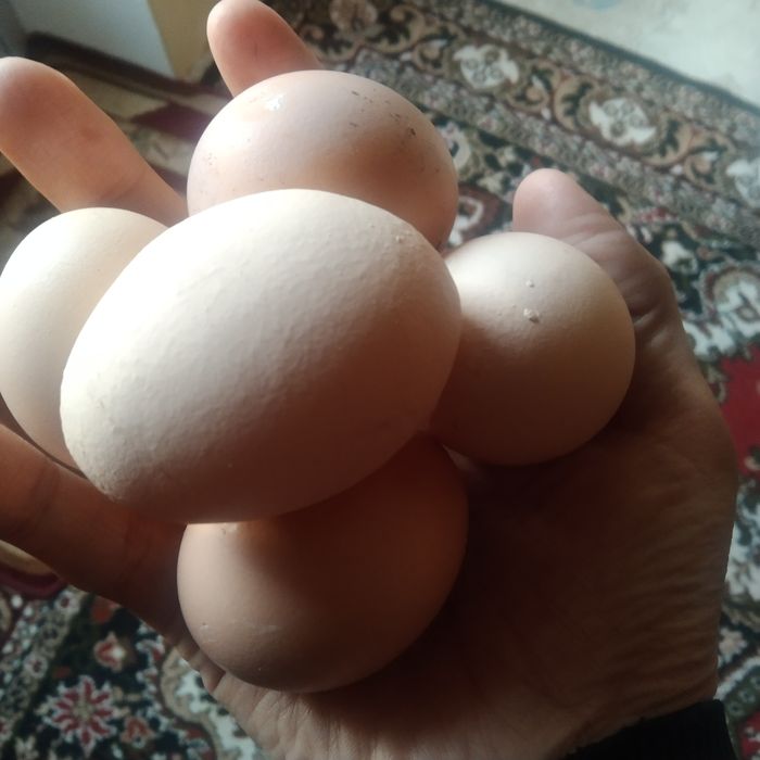 Tuxumi  xonaki sveji