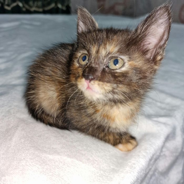 Красивые сестра котята