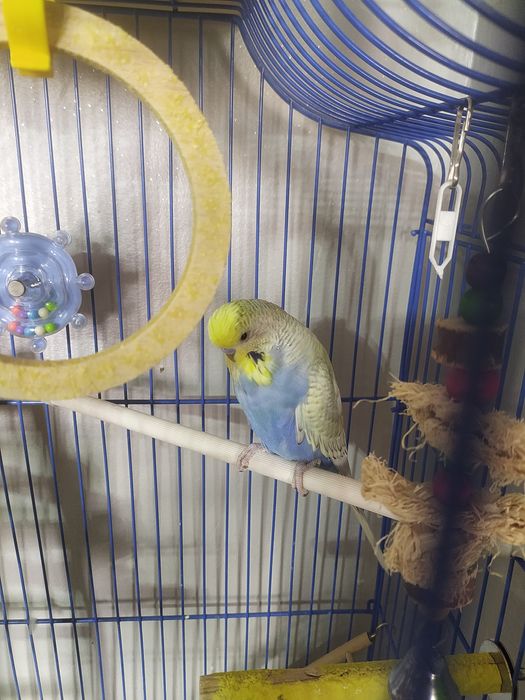 Говорящий попугай 150000