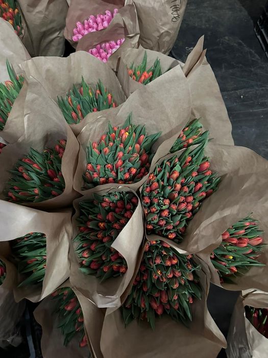 Продам тюльпаны оптом