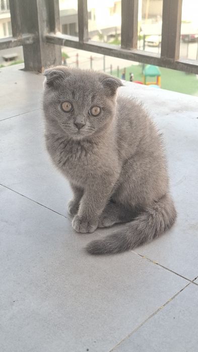 шотландская вислоухая