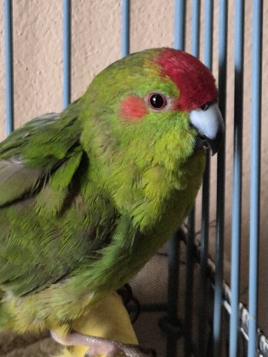 Двойка дружелюбни папагали