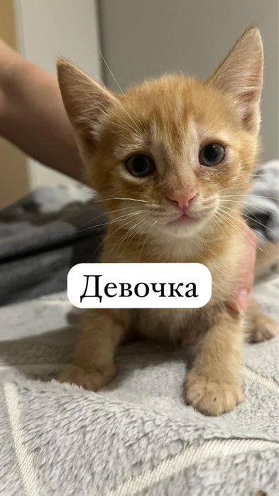 Отдам котят два мальчика и девочка