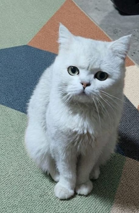 Котик не кастрат шиншилла