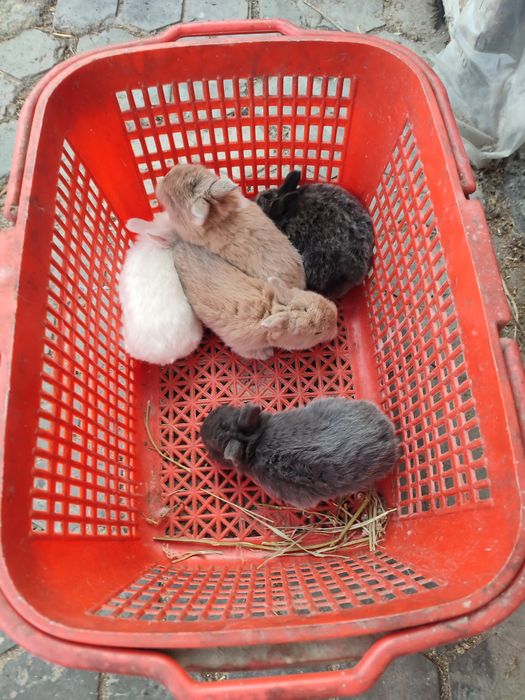 Кролчата декоративные