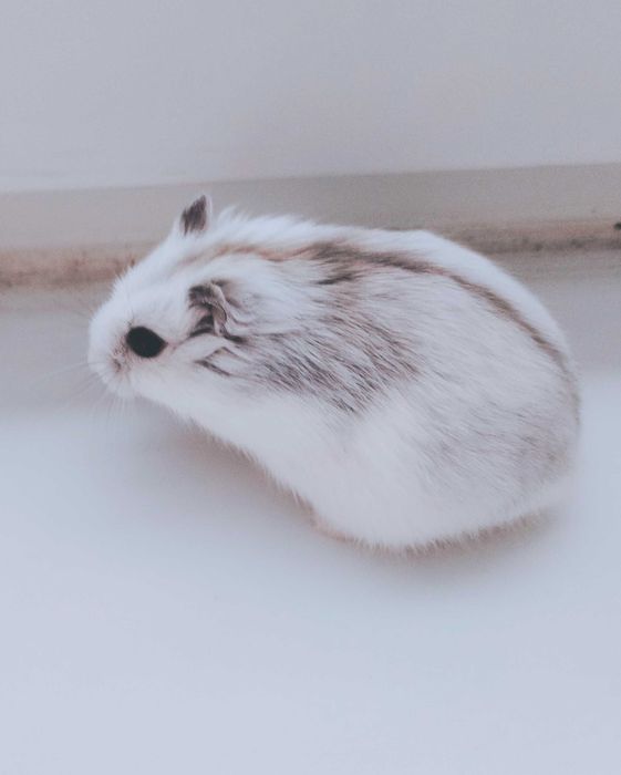 Hamsteri albi foarte deosebiți și cuminți micuți și cuminți