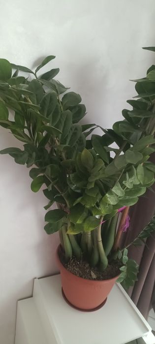 проадам цветок замиокулькас