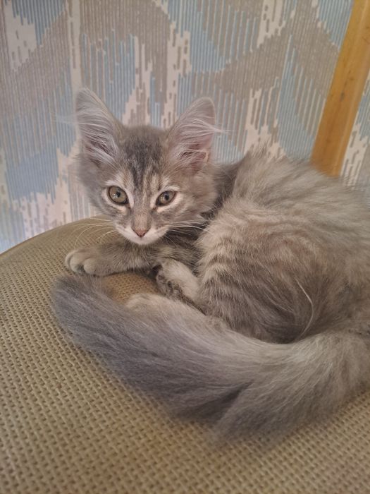 Отдам котёнка  (девочка)в добрые руки