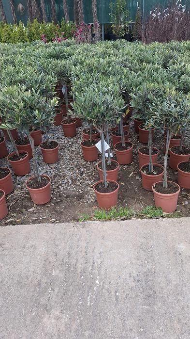 Vând plante ornamentale și livrez