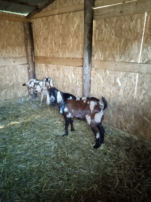 Capre anglo nubian si alpine franceze