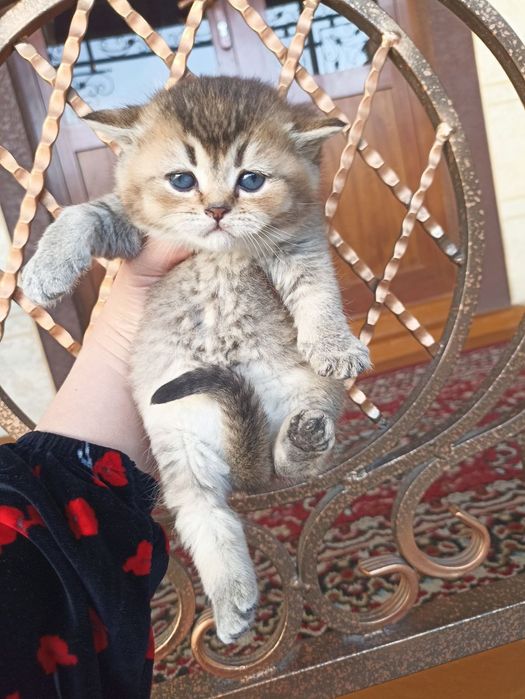 Domboqqina mushukchalar