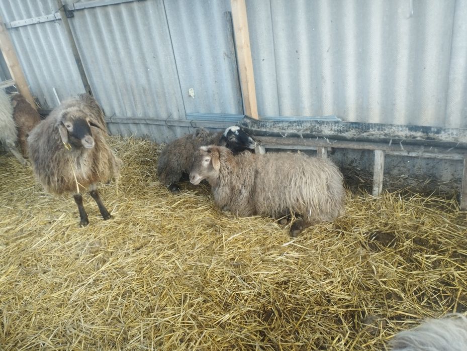 Қойлар сатамын немесе ауыстыру