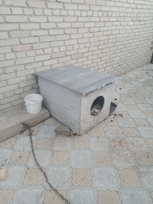 Собачка дворняжка даром +будка