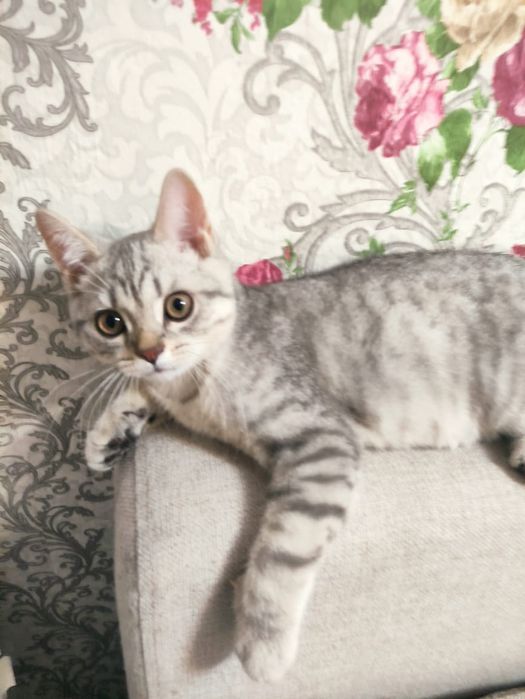 Шотландский мальчик