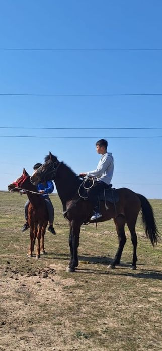 Англо араб кунан донен шыгар сатылады