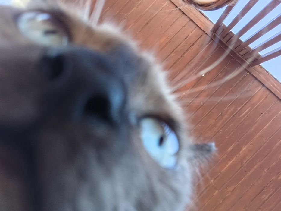 Котенок сиамский