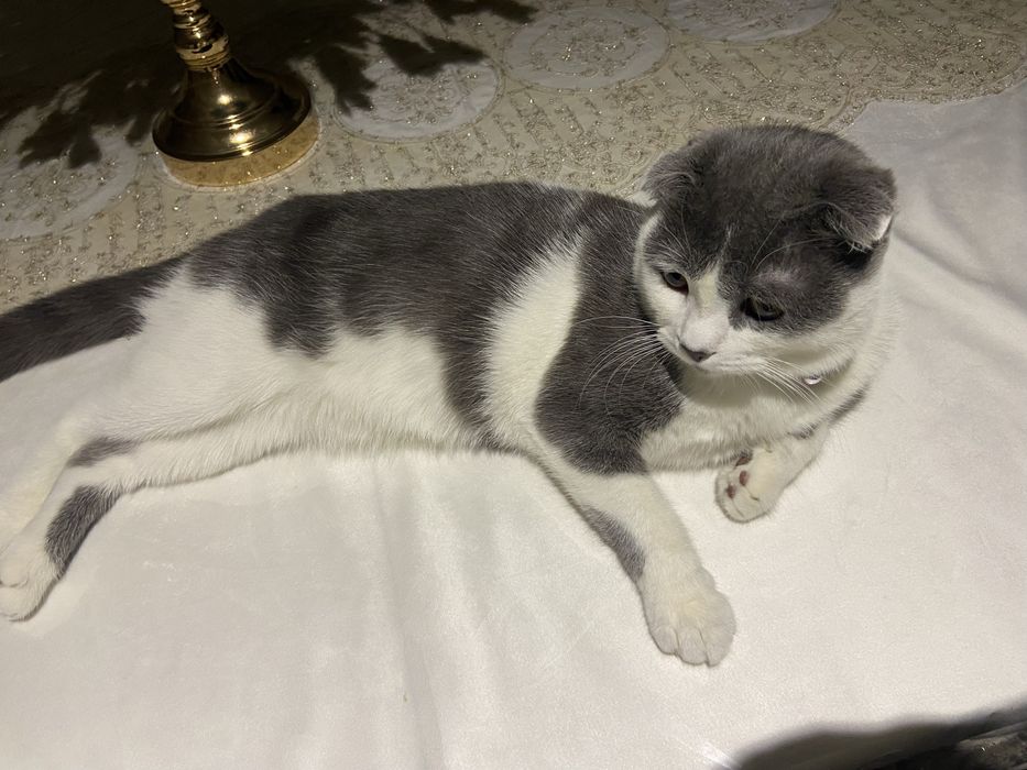 Сотилмийди! Вязка кота
