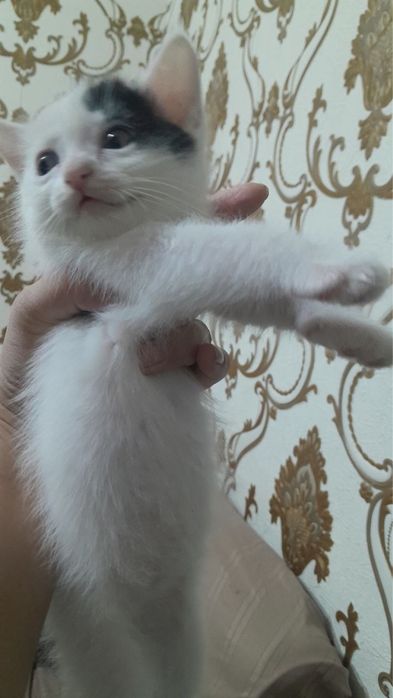 Кошки мушуклар