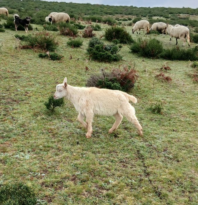 Vând o iada din primăvară și un tapuc.