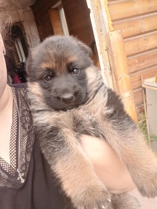 Продам немецких овчарок