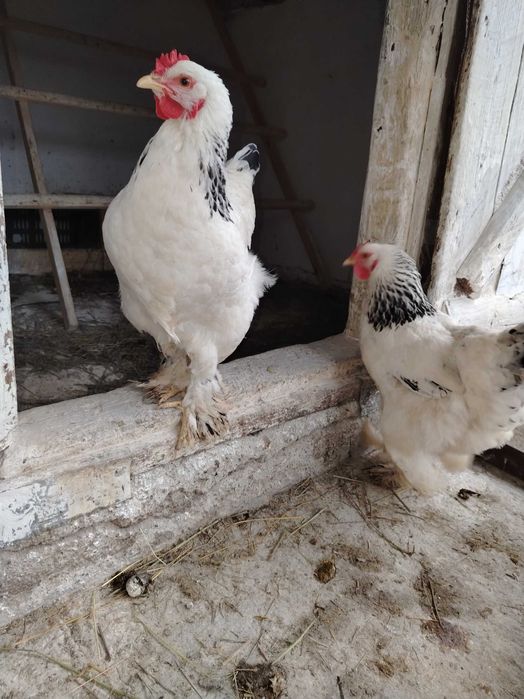 Ouă pentru incubat.