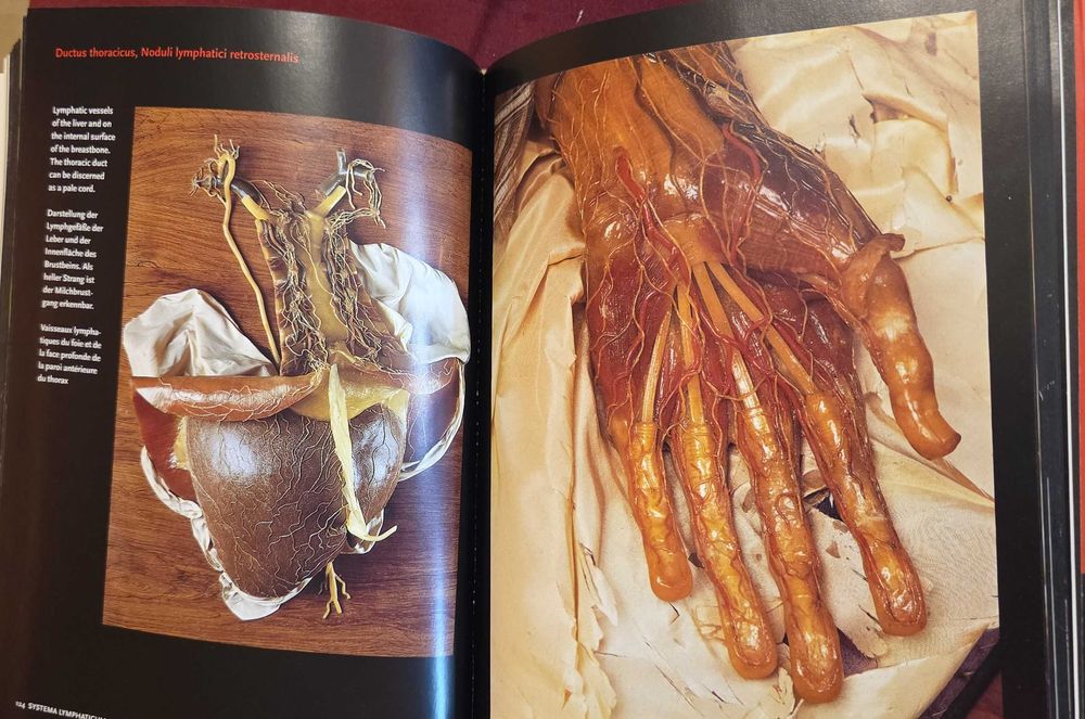 Encyclopaedia Аnatomica