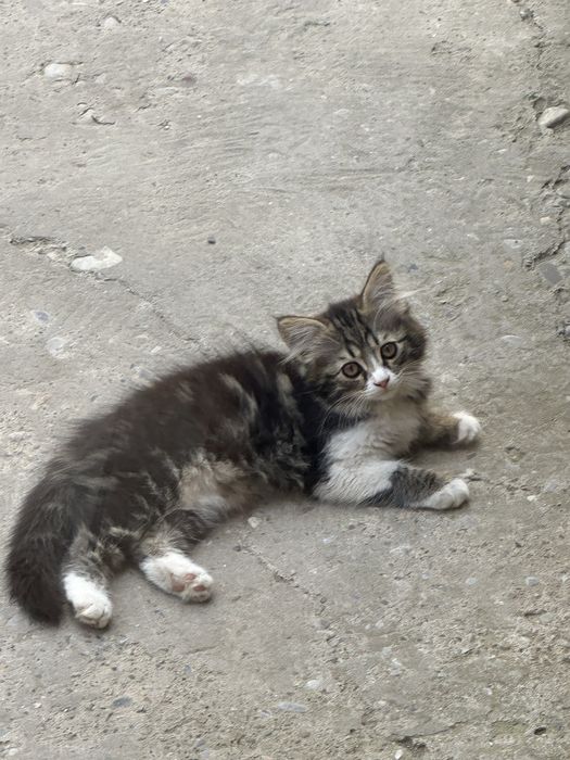 Котята котенок маленькие