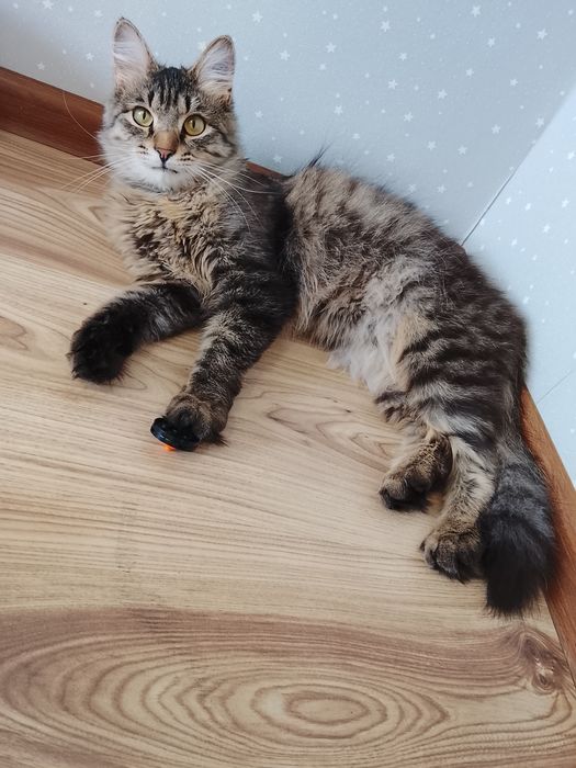 Отдам кота мальчика в добрые руки