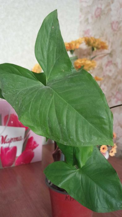 Сингониум зеленый