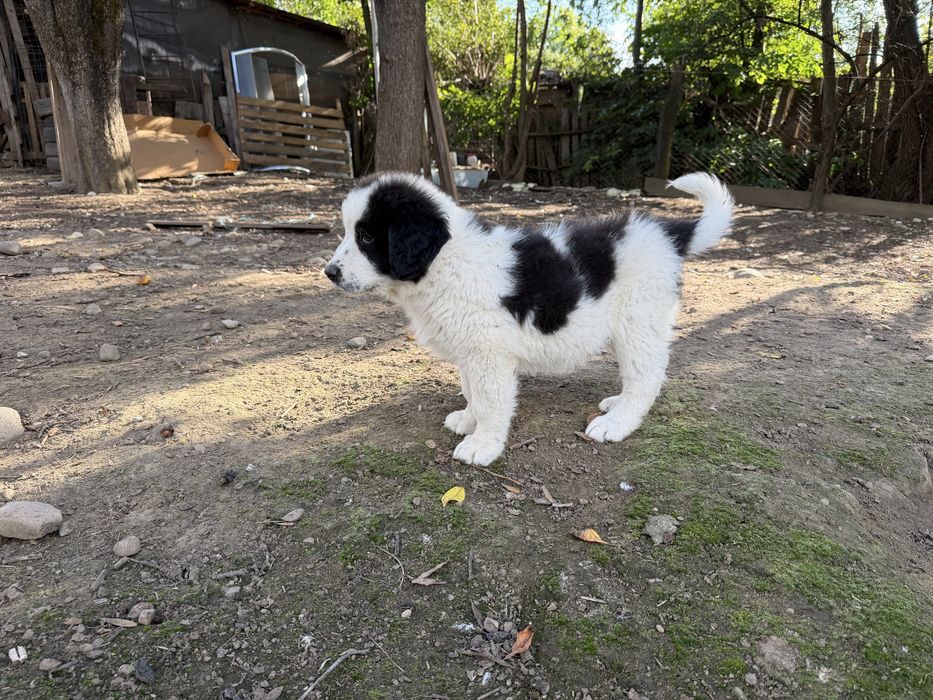 Disponibili catei Ciobanesc de Bucovina
