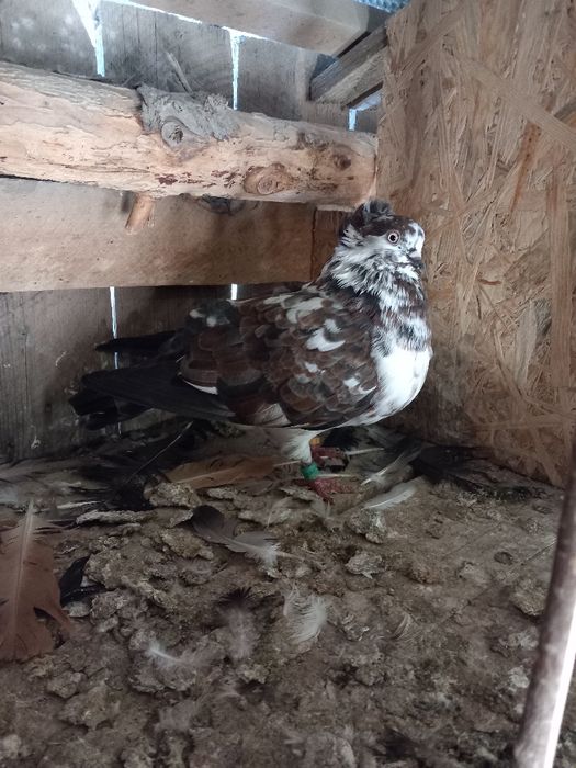 Vând sau schimb jucatori de amara