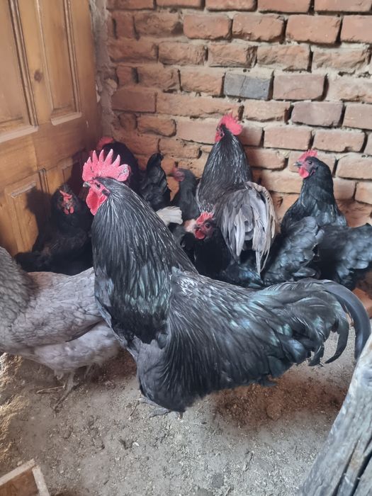 Vând cocoși Australorp wyandotte și Frizzle