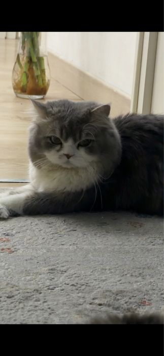 Кот на вязку Британский длинношерст