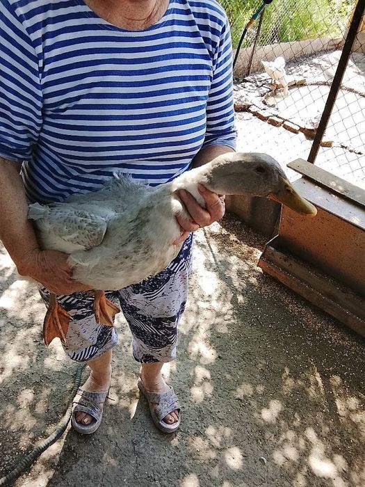Домашнее Подсобное хозяйство