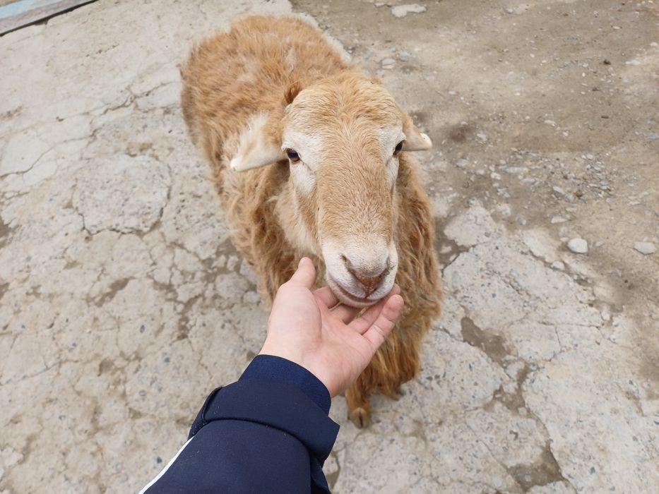 Семіз қошқар сатылады