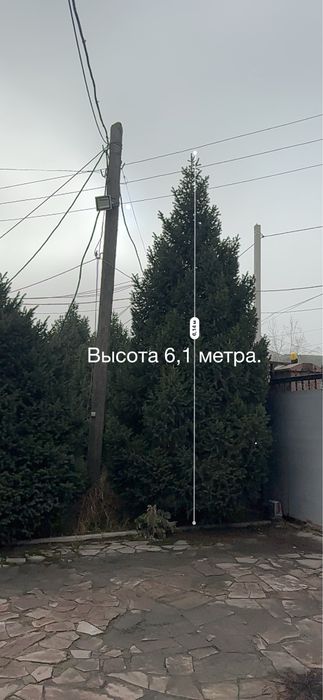 Тяньшаньская ель 6 метров в высоту
