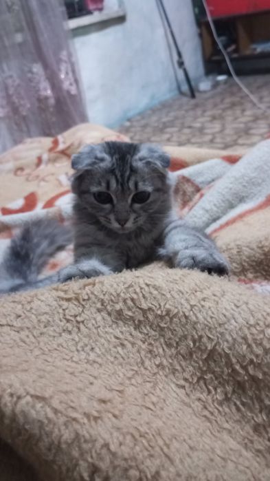 Кошечка молодая вислоухая