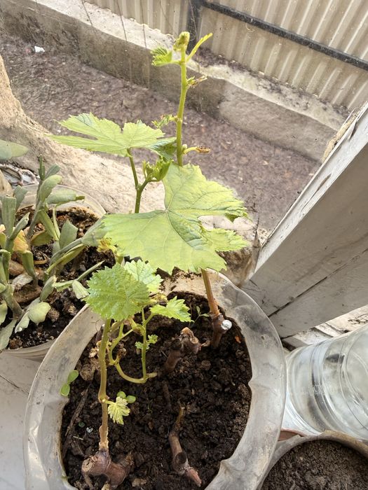 Жүзім көшет, виноград саженсы