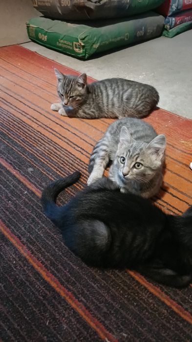 Отдам в хорошие руки котят