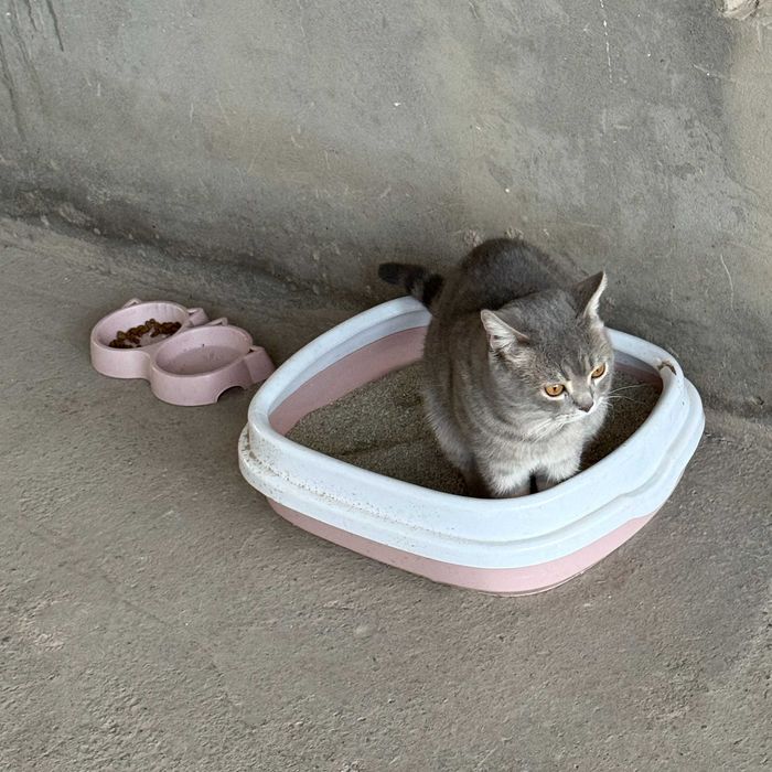 Опытный британский кот (Silver Tabby) приглашает на вязку