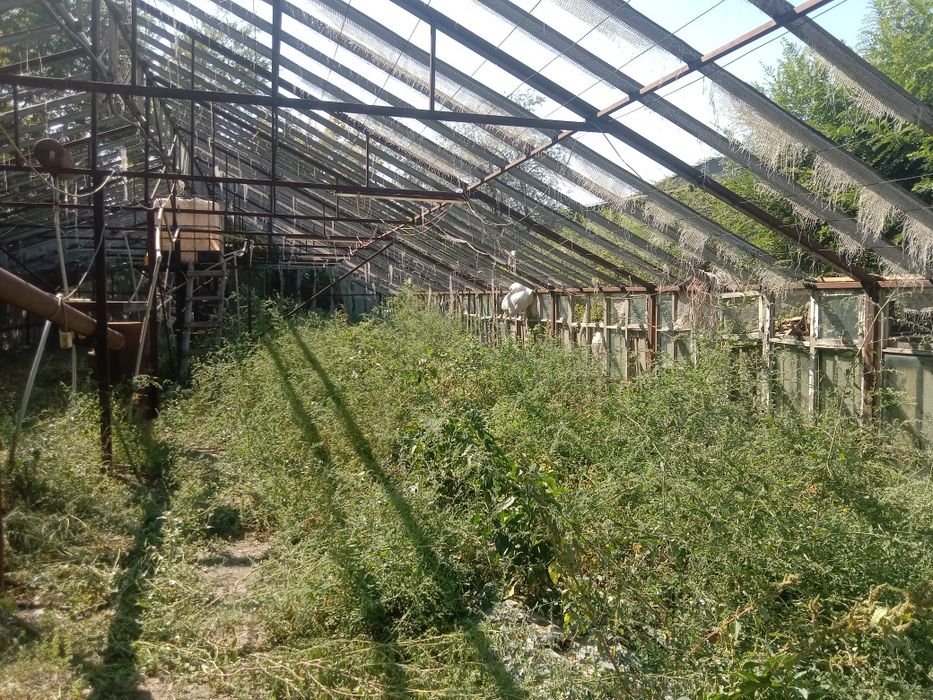 Сдам в аренду теплицу