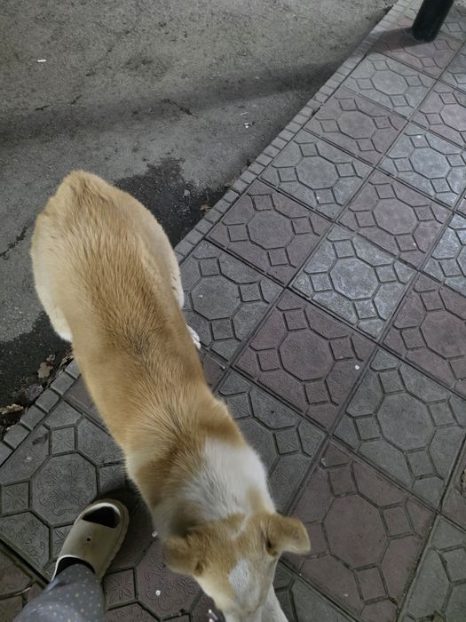 Собака бездомная нужен ходяйн