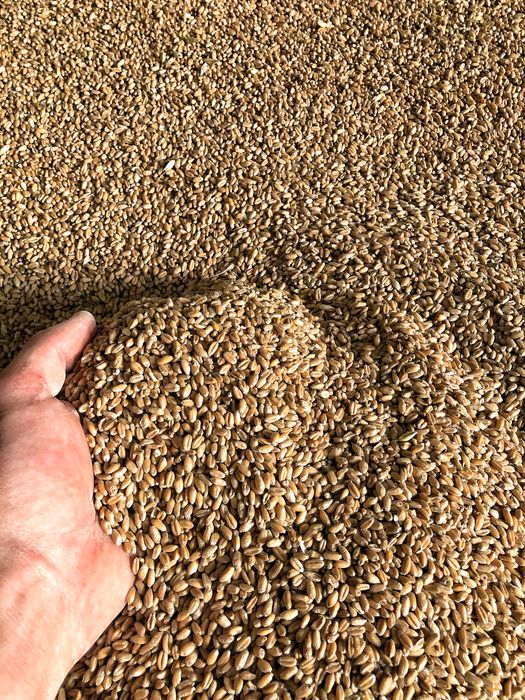 Cereale direct producator