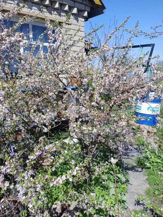 Продам дачу в обществе Энергетик-1