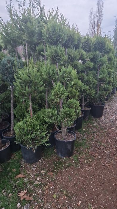 Platan artar mesteacăn copaci