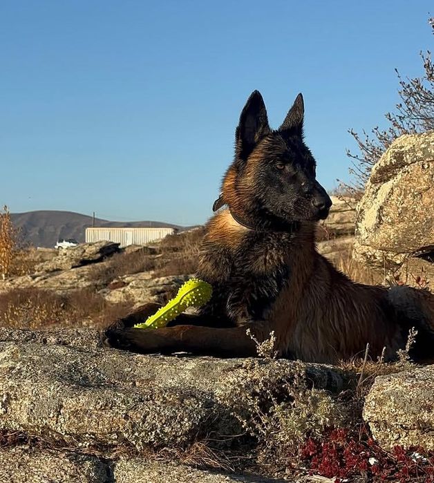 Бельгийские овчарки Малинуа