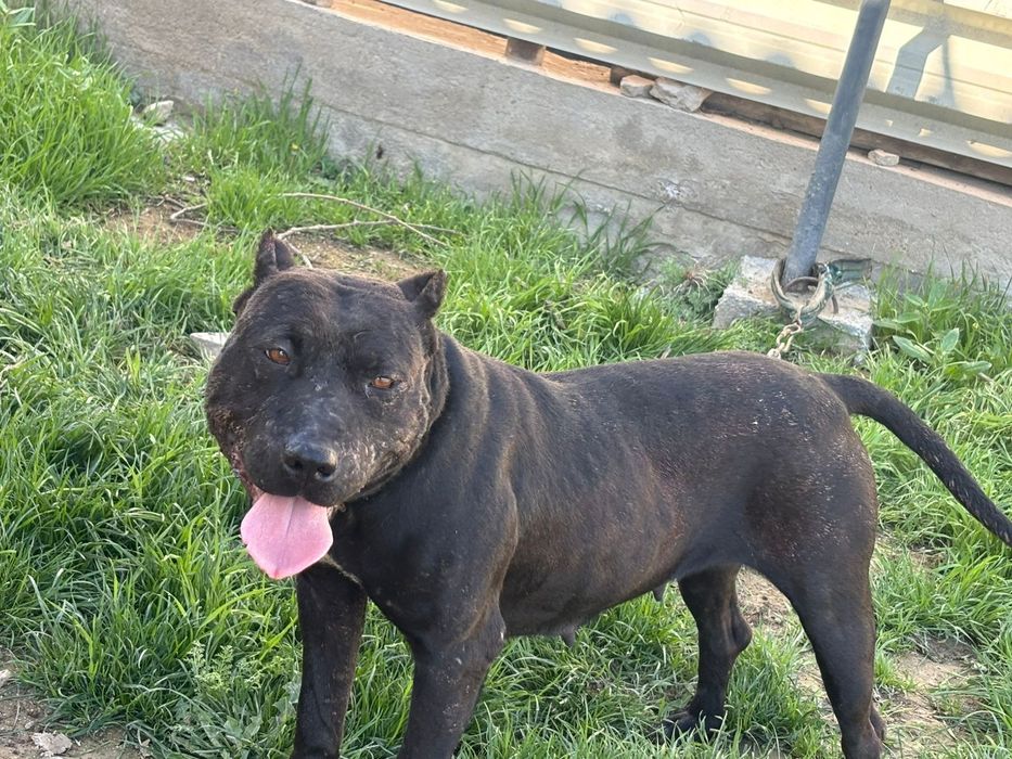 Питбуль ургашы 1рет туган