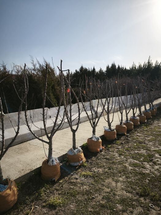 Daraxtlar va archalar gullar