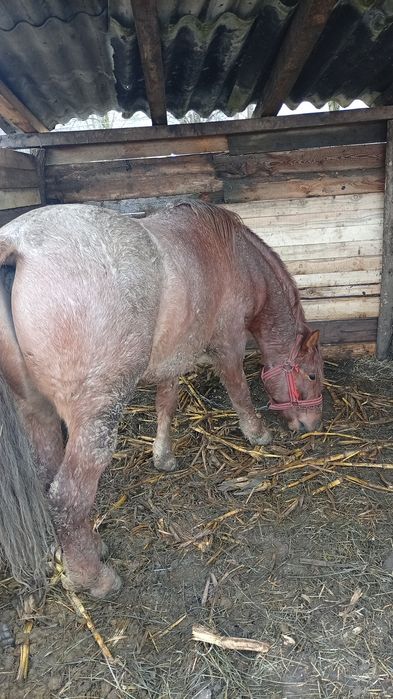 Vând manz sau schimb